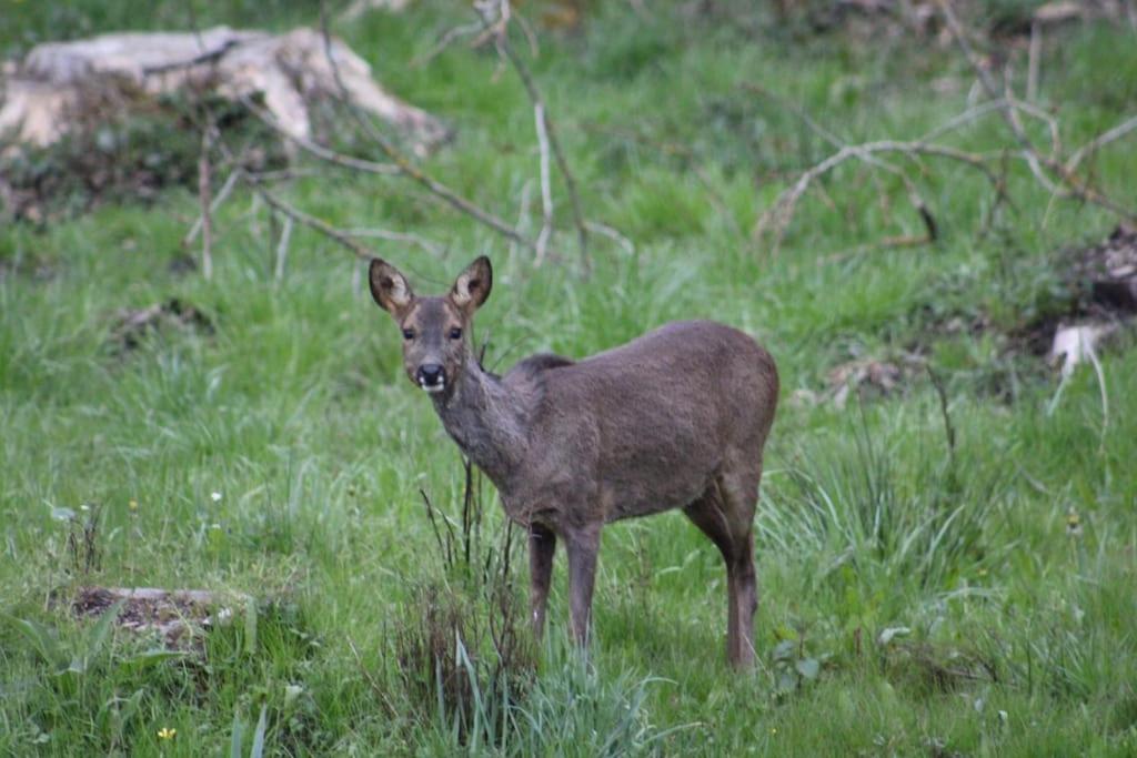 Le Controis-en-Sologne Gite La Cabuche Proche Du Zoo De Beauval מראה חיצוני תמונה